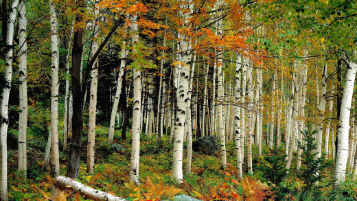 1757932 (a): :1920x1080